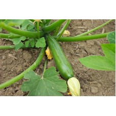 COURGETTE 10 CM